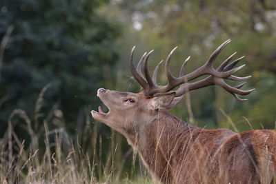 The red deer