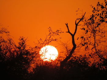 Close-up of silhouette tree against orange sunset sky