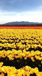 Scenic view of yellow flowering field against sky