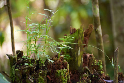 plant