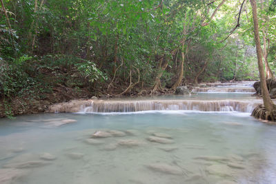 Scenic view of river flowing in forest