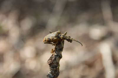 Close-up of dead plant