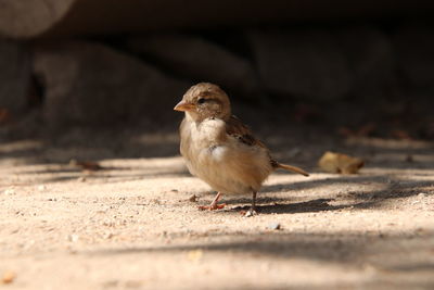 Close-up of bird perching