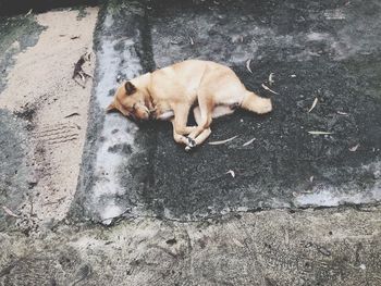 High angle view of a dog sleeping