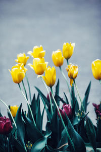 Close-up of yellow tulips