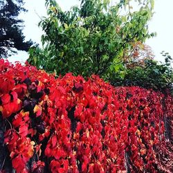 Red flowers blooming on tree