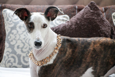 Close-up portrait of dog