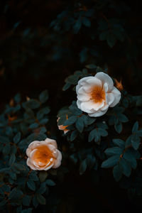 Close-up of white rose flower