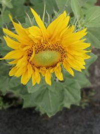 Close-up of yellow sunflower