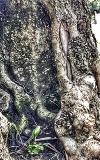 Close-up of tree trunk in forest
