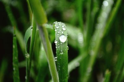 Close-up of water drops on plant