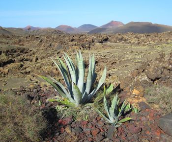 Plants growing on land against sky