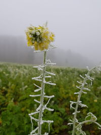 Close-up of flowering plant on field