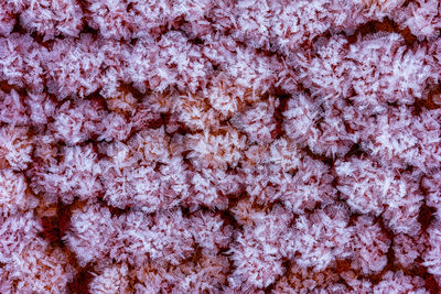 Full frame shot of pink flowers