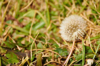 Close-up of dandelion on field