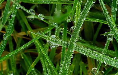 Close-up of wet plants during rainy season