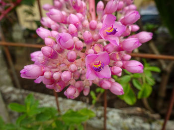 Close-up of pink flowering plant