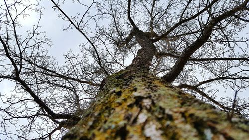 Low angle view of tree against sky