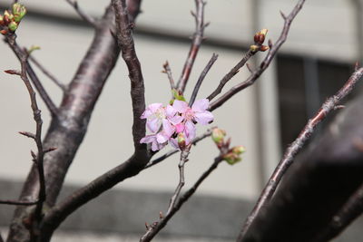 Close-up of pink cherry blossom