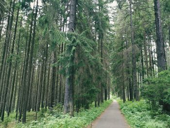 Footpath amidst trees in forest