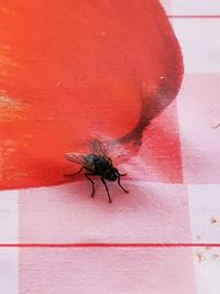 Close-up of fly on wall