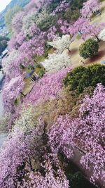 Close-up of flowers growing outdoors