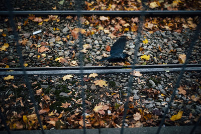 High angle view of leaves fallen on railroad track