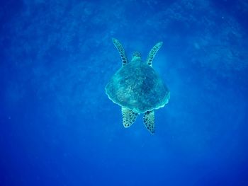 Beautiful green sea turtle in marsa alam, egypt