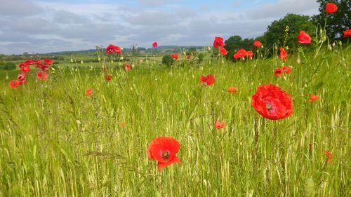 Red poppy flowers in field