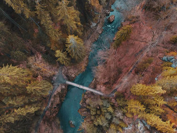 Aerial view of forest during autumn 