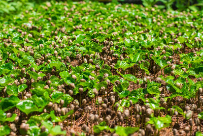 Close-up of plants growing on field