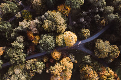 Drone view of road amidst trees