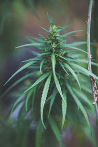 Cannabis, a plant with medicinal properties