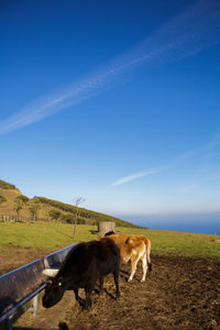 Sheep grazing on field against clear sky