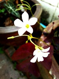 Close-up of flower blooming outdoors