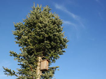 Low angle view of tree against blue sky