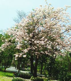 Low angle view of flowering tree against clear sky