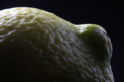 Close-up of turtle against black background