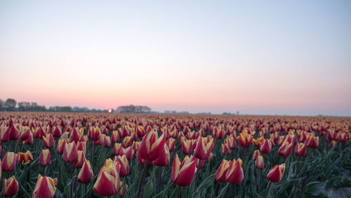 View of flowering plants on field against clear sky