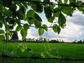 Green plant growing on field against sky