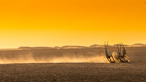 Scenic view of land against clear sky during sunset