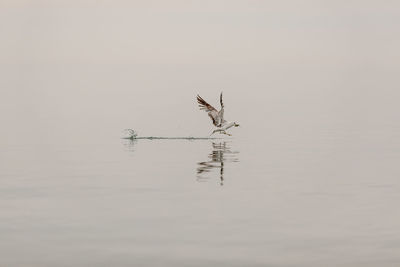 View of bird flying over lake