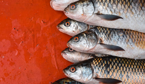 High angle view of fish