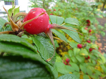 Close-up of red berries on tree