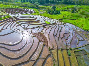 High angle view of agricultural field