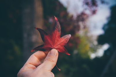 Cropped hand of man holding maple leaf during autumn