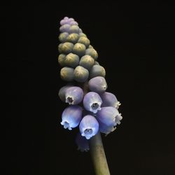 Close-up of flowers against black background