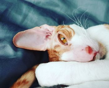 Close-up portrait of a cat lying on bed