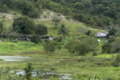 Scenic view of trees and houses on field