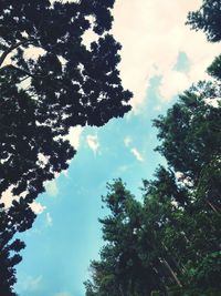 Low angle view of tree against sky